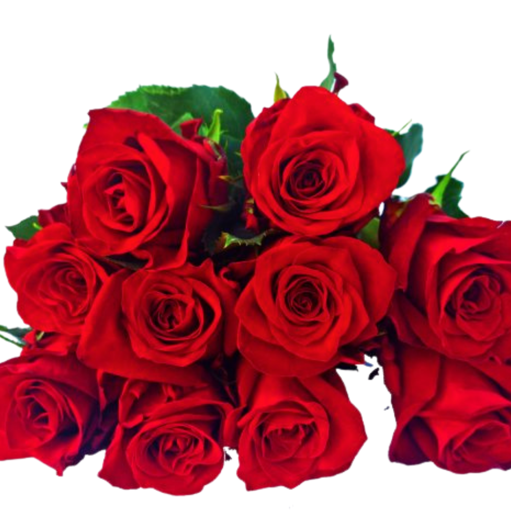 Rose red kamala