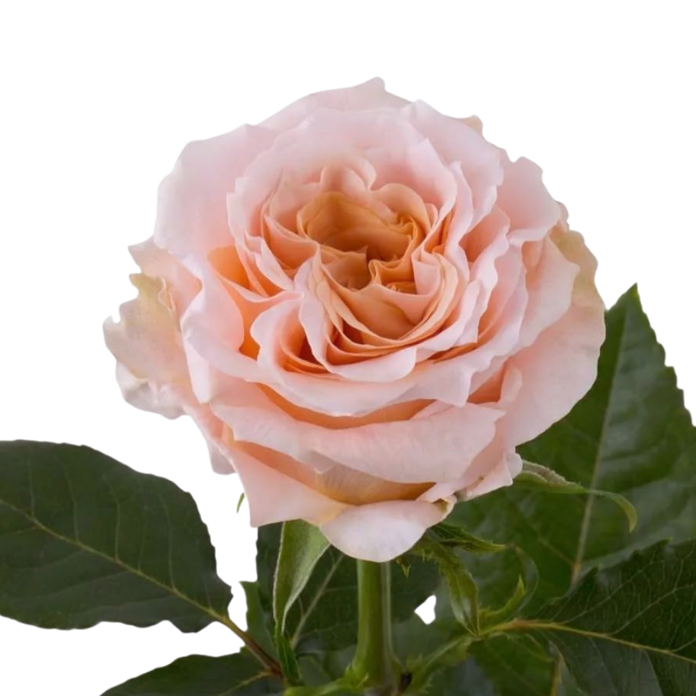 Rose shimmer