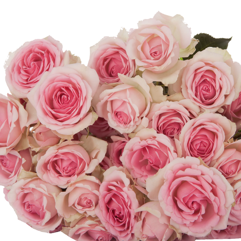 Rose spray dinara