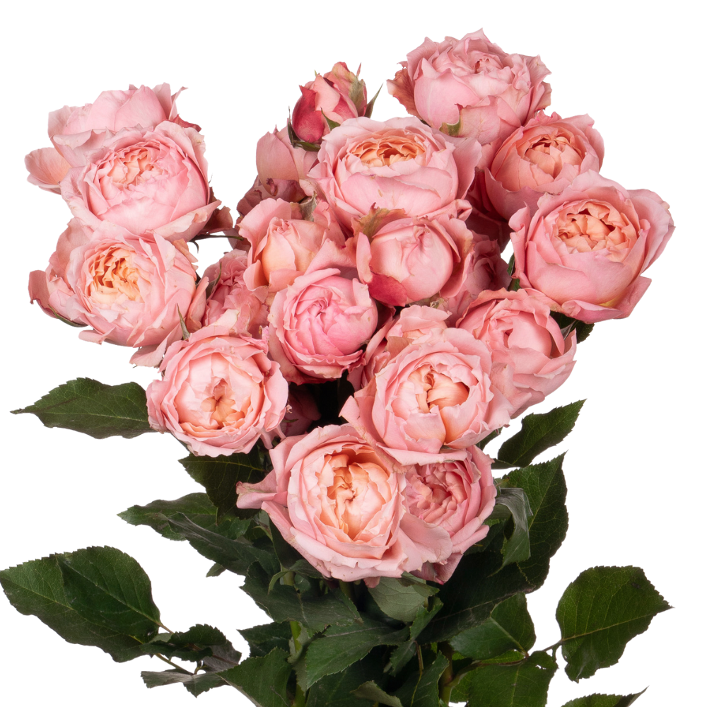 Rose spray julieta