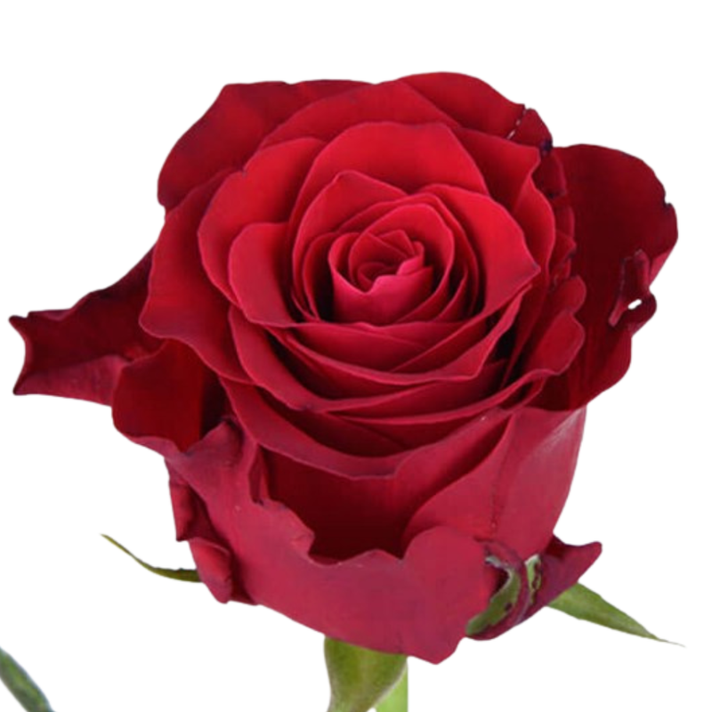 Rose rhodos