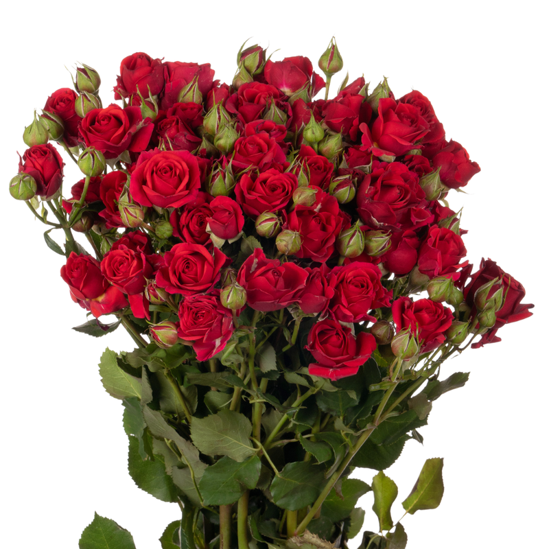 Rose spray mirabel