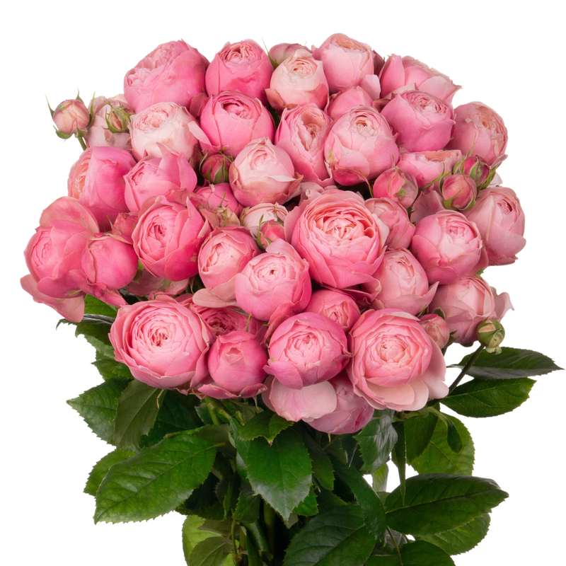 Rose spray silva pink