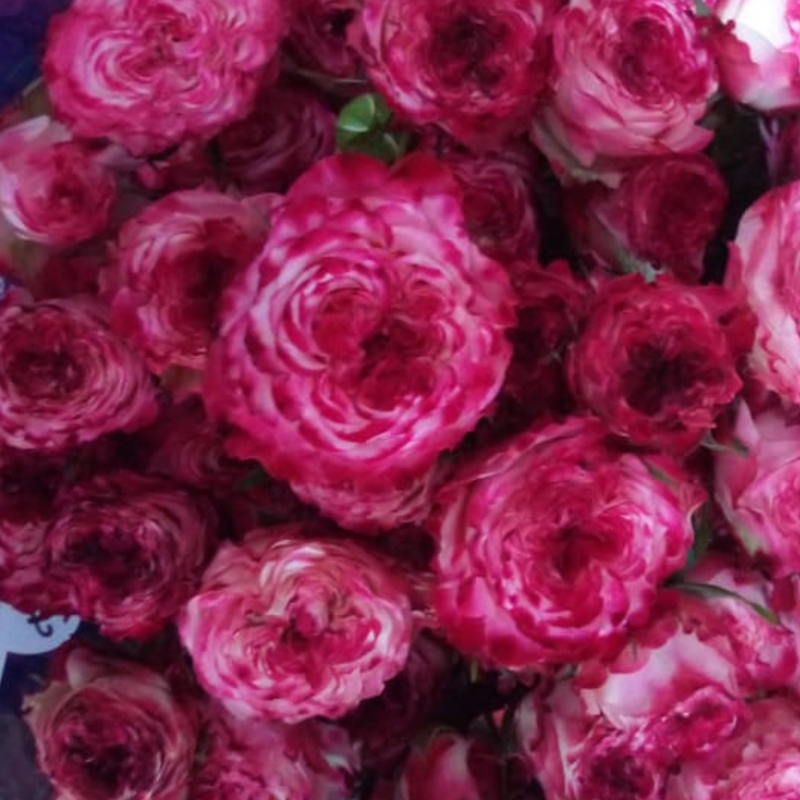 Rose spray sunset magic
