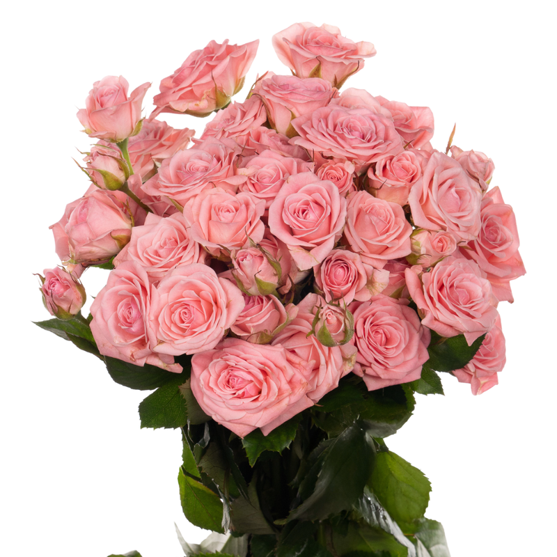 Rose spray odilia