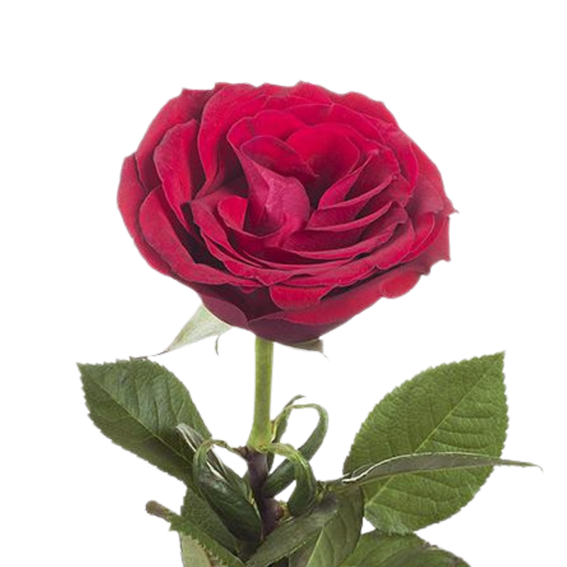 Rose upper class