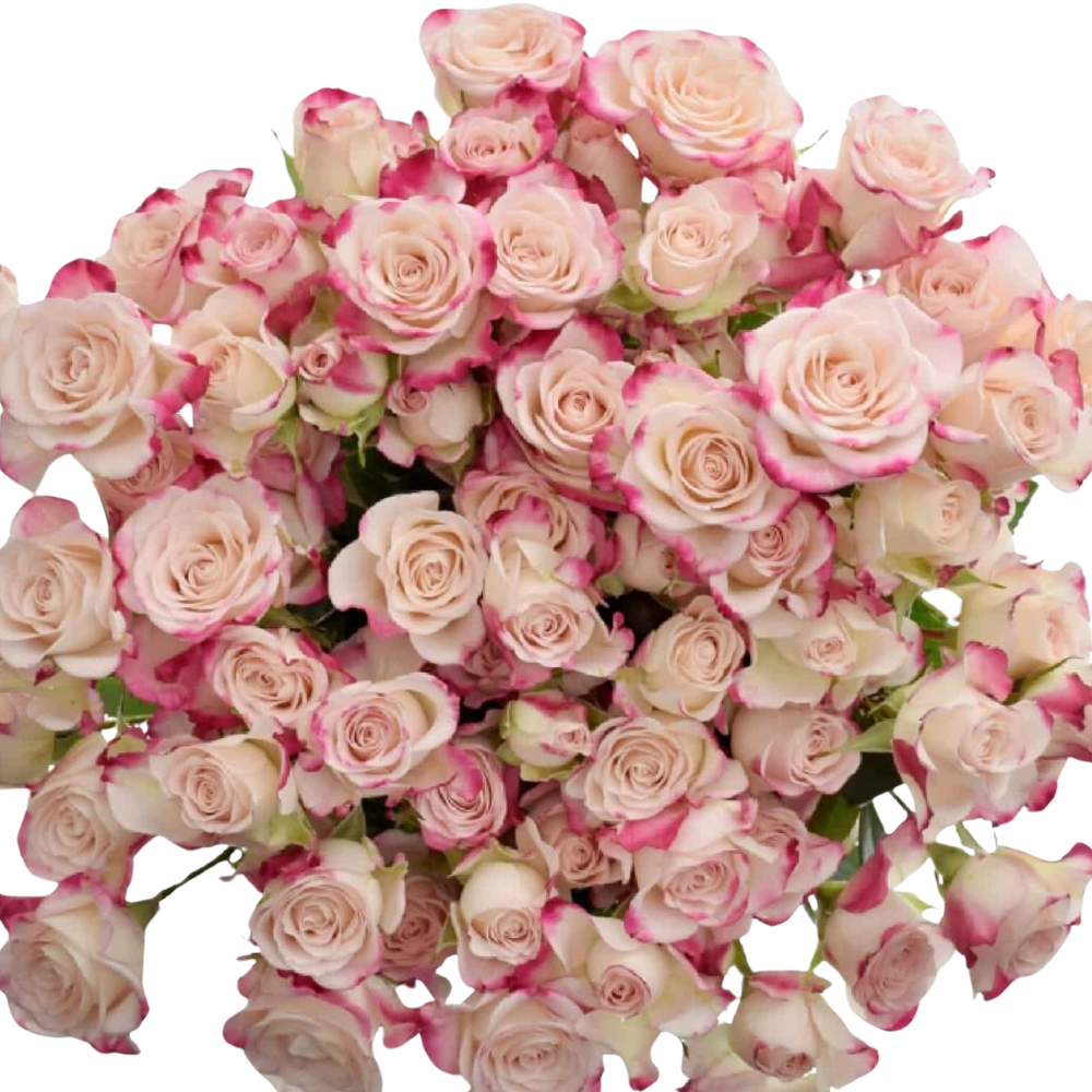 Rose spray reflex