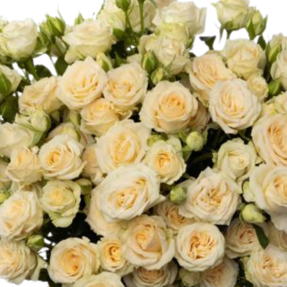 Rose spray salinero