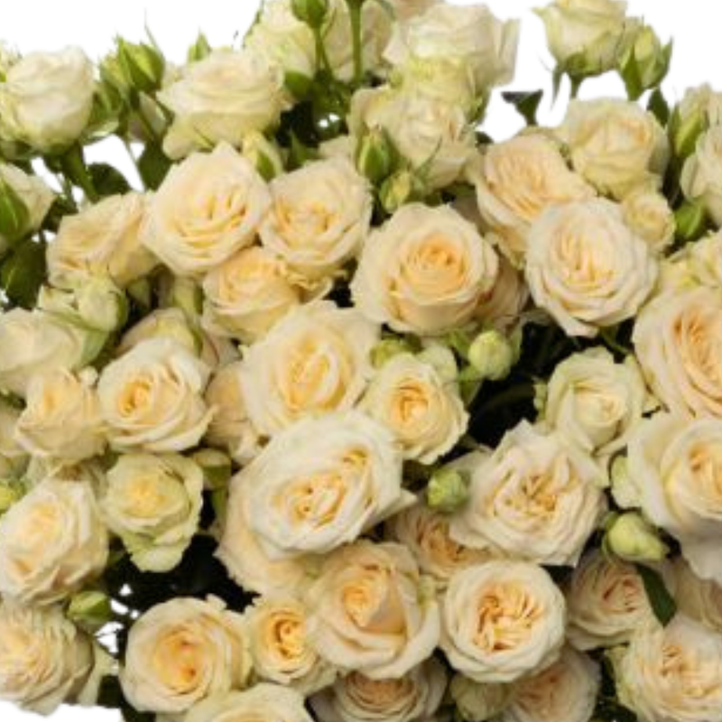 Rose spray salinero