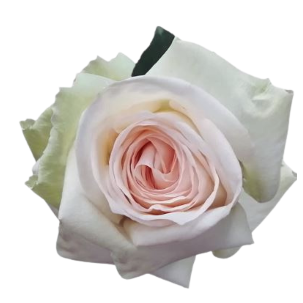 Rose white ohara