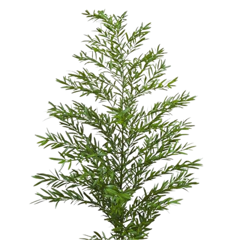 Blad Asparagus cwebe