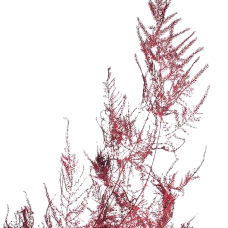 Blad Asparagus dyed red
