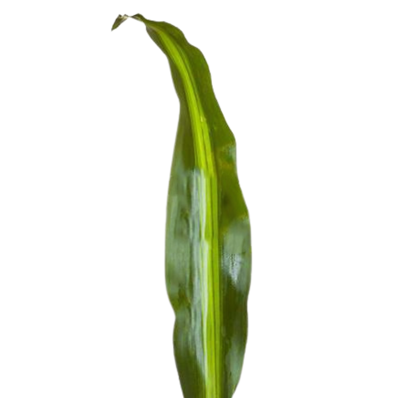 Blad Dracaena massangeana