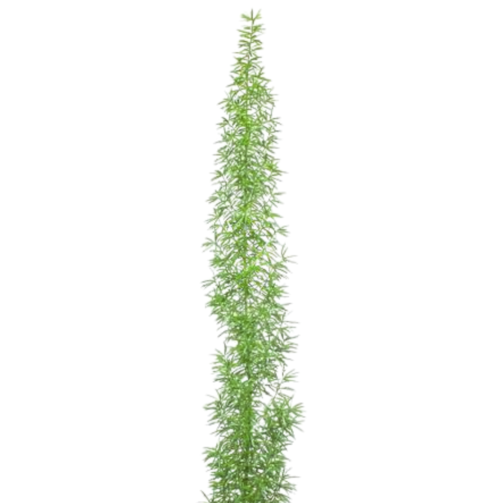 Blad Asparagus meyerii