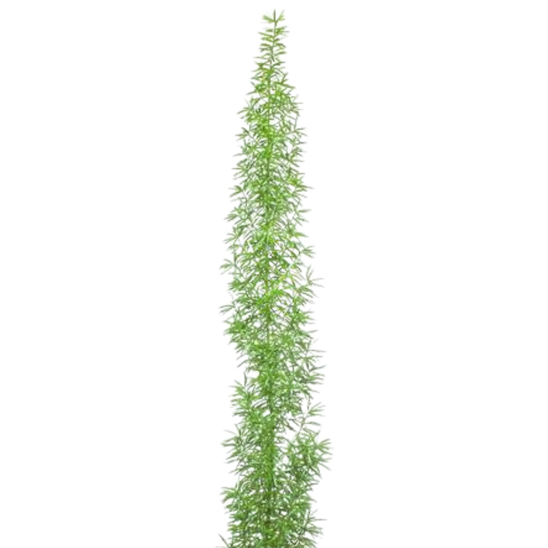 Blad Asparagus meyerii