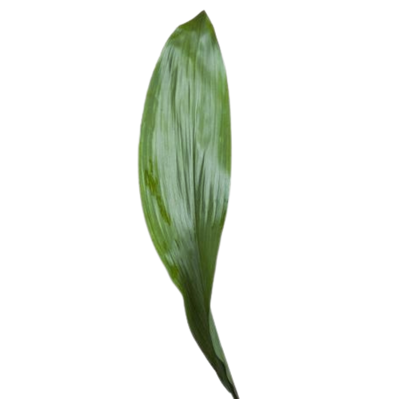 Blad Aspidistra