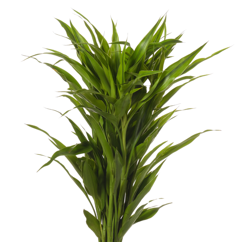 Blad Dracaena sanderiana gold
