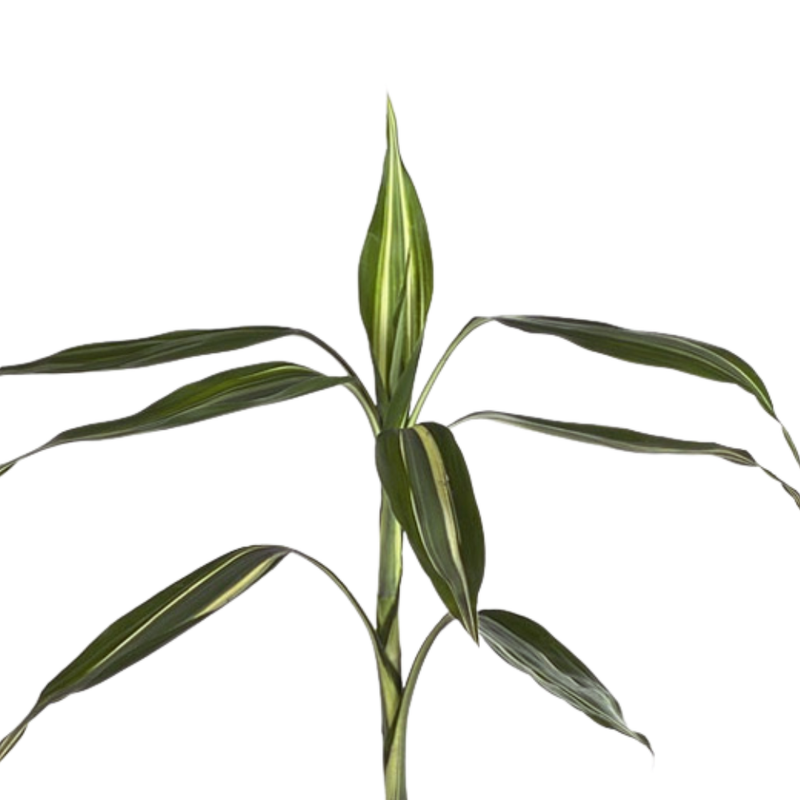 Blad Dracaena victory