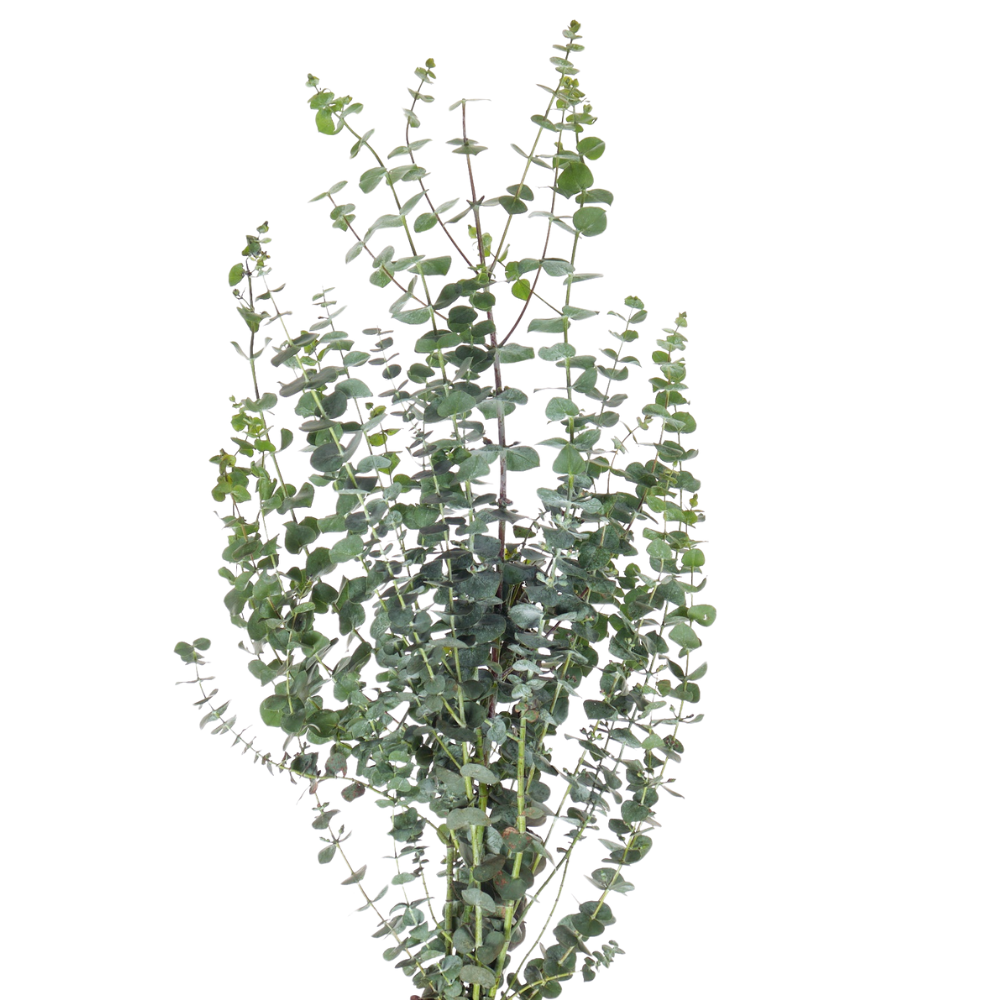 Blad Eucalyptus baby blue