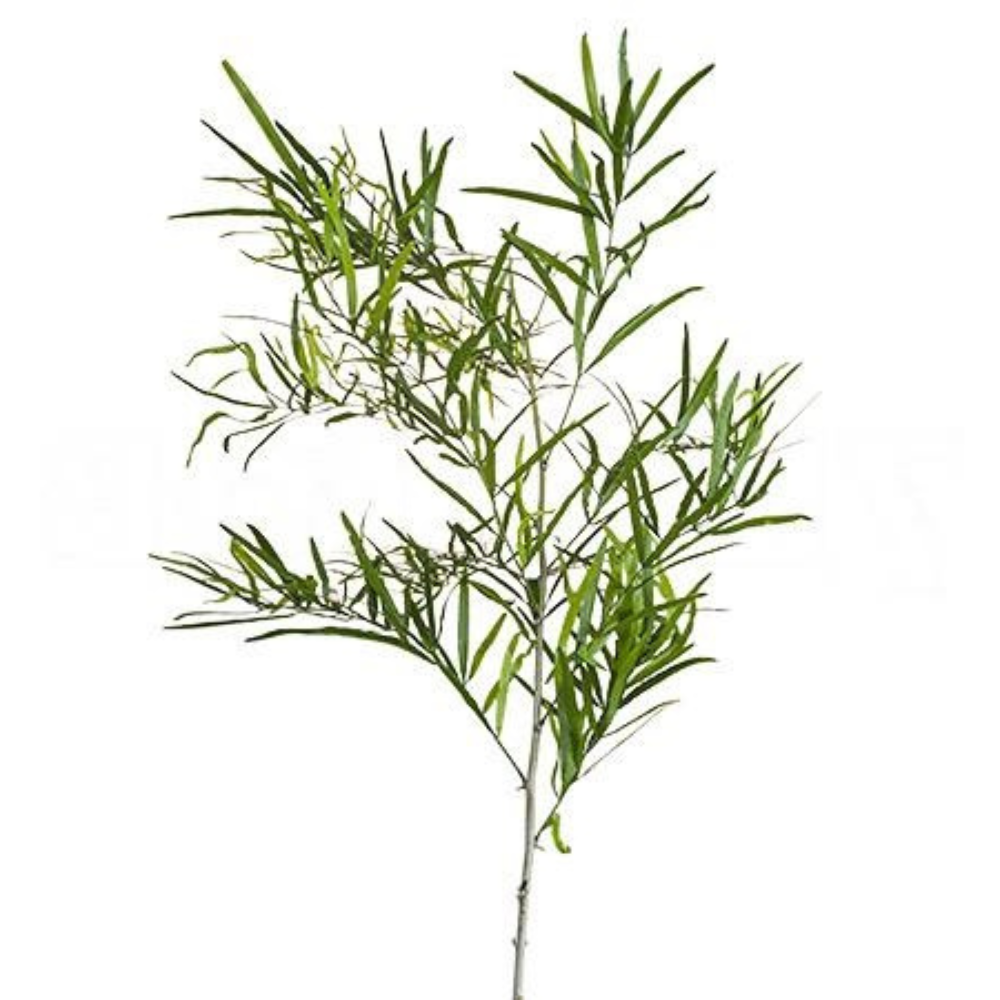 Blad Asparagus falcatus