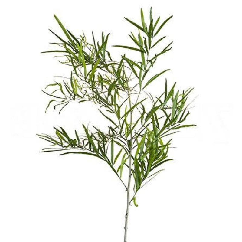 Blad Asparagus falcatus