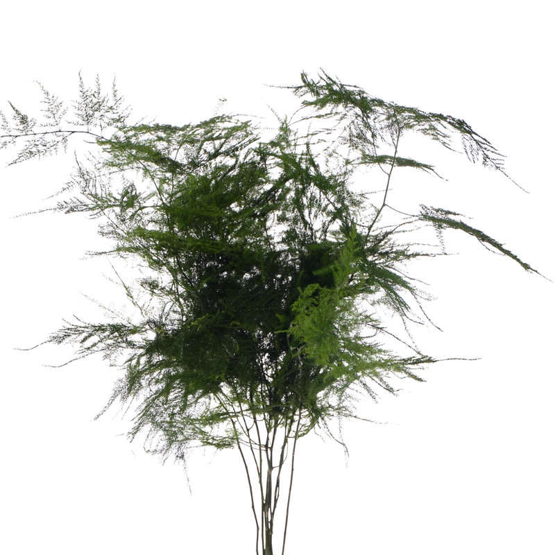Blad Asparagus setaceus