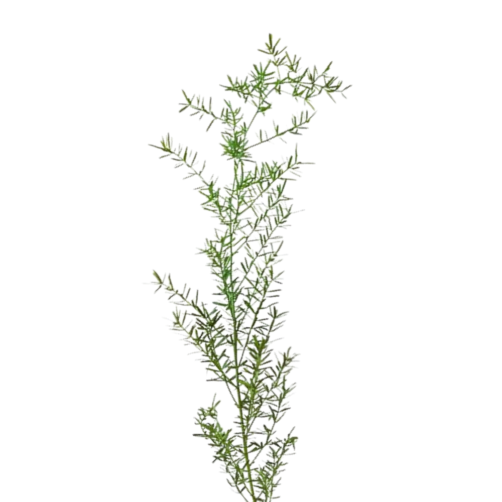 Blad Asparagus sprengeri