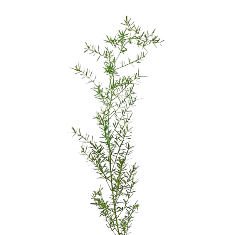 Blad Asparagus sprengeri