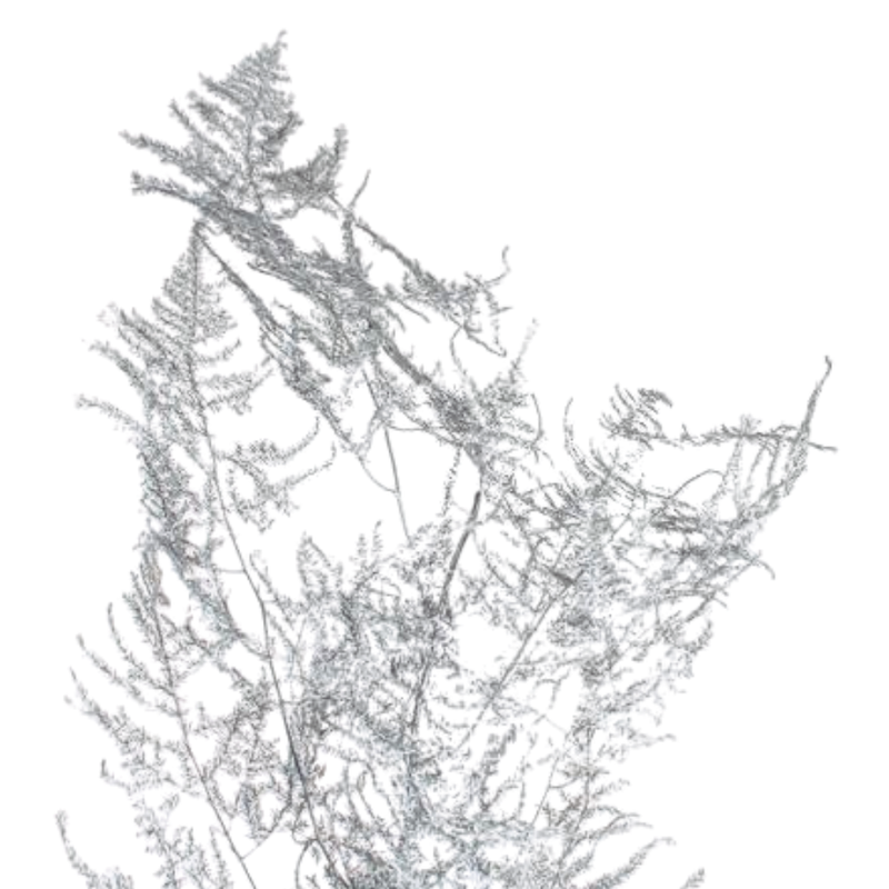 Blad Asparagus vrf silver
