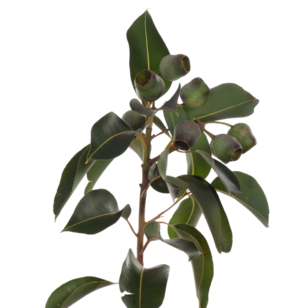 Blad Eucalyptus bellgum
