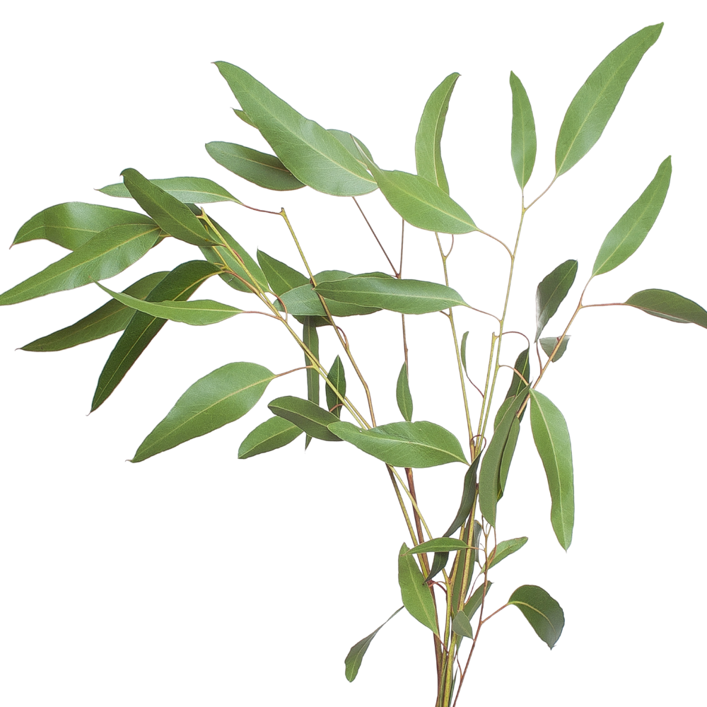 Blad Eucalyptus cladocalyx
