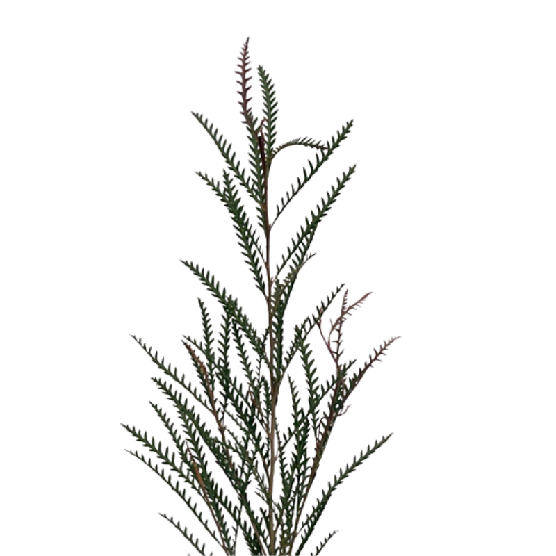 Blad Grevillea ivanhoe bronze