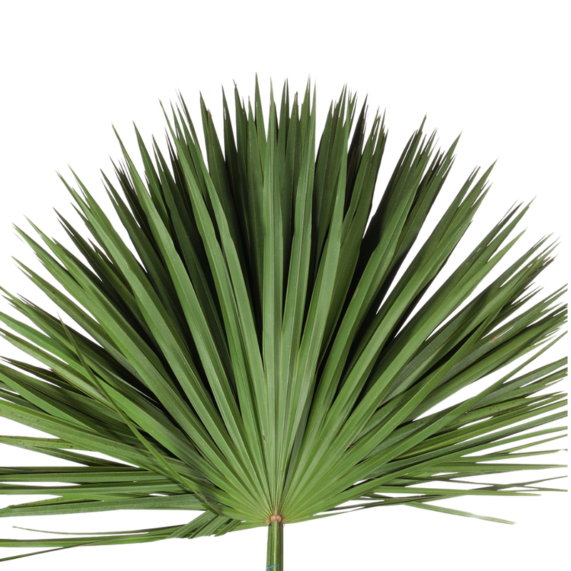 Blad palma