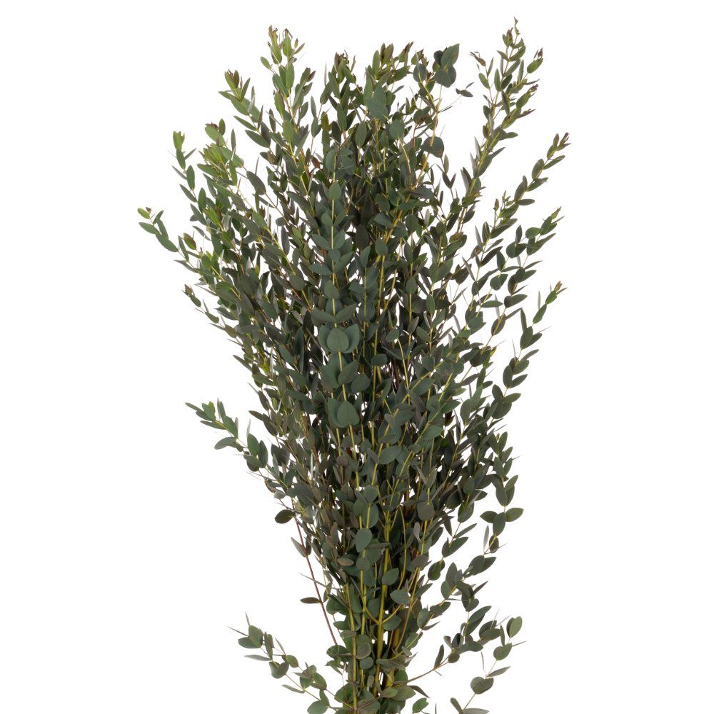 Blad Eucalyptus parvifolia