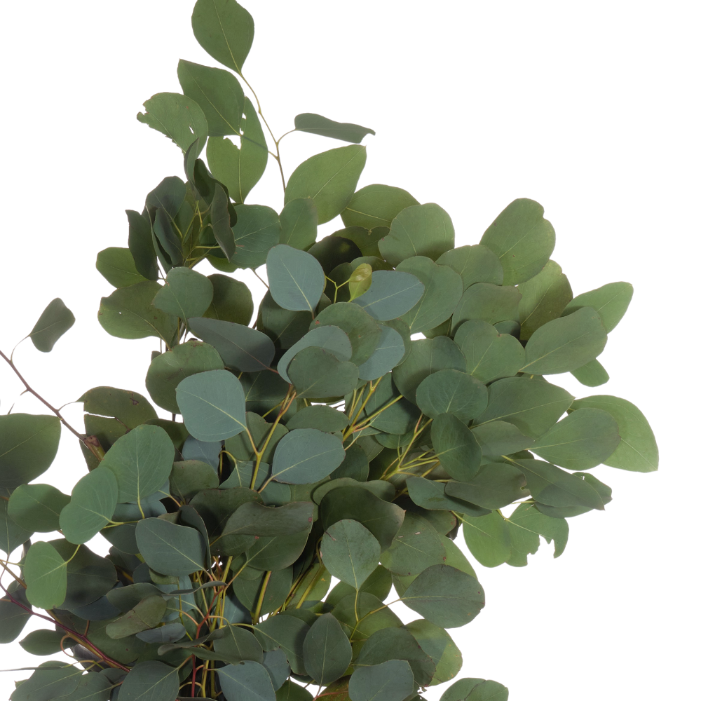 Blad Eucalyptus populus