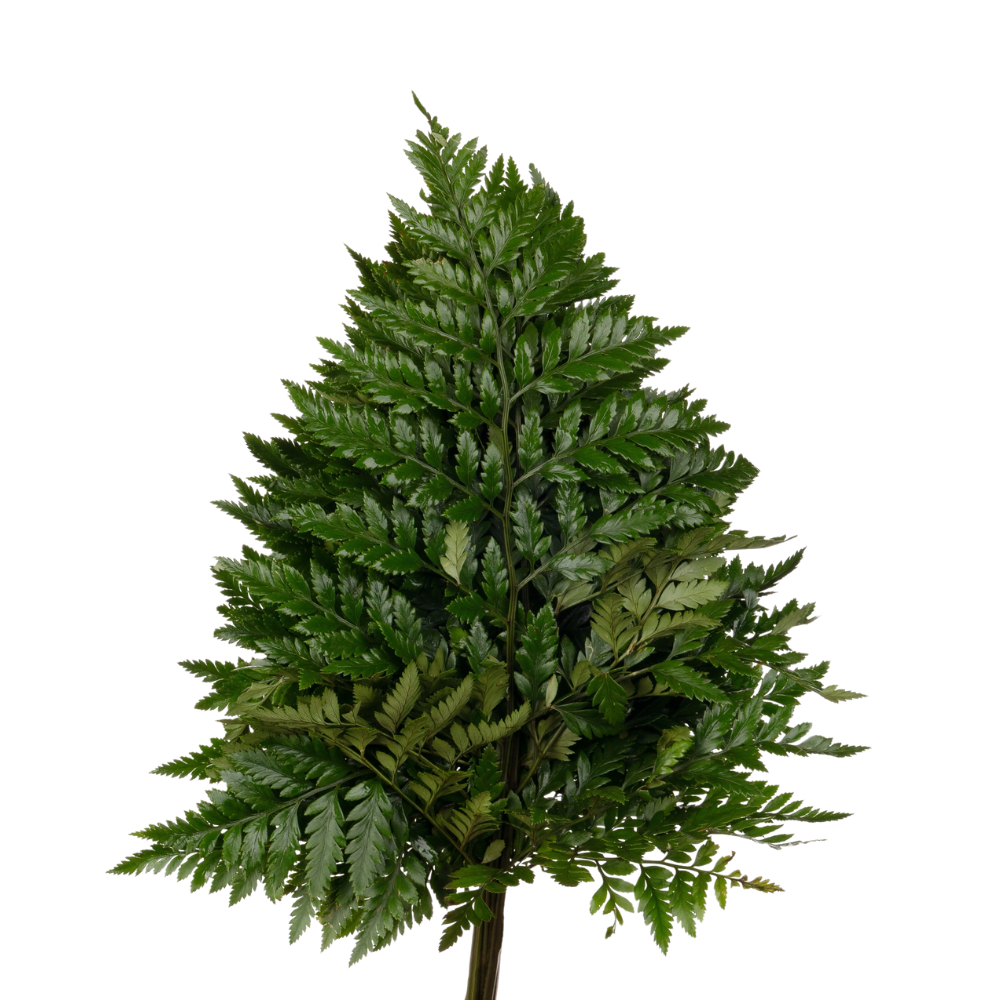 Blad Ledervaren china