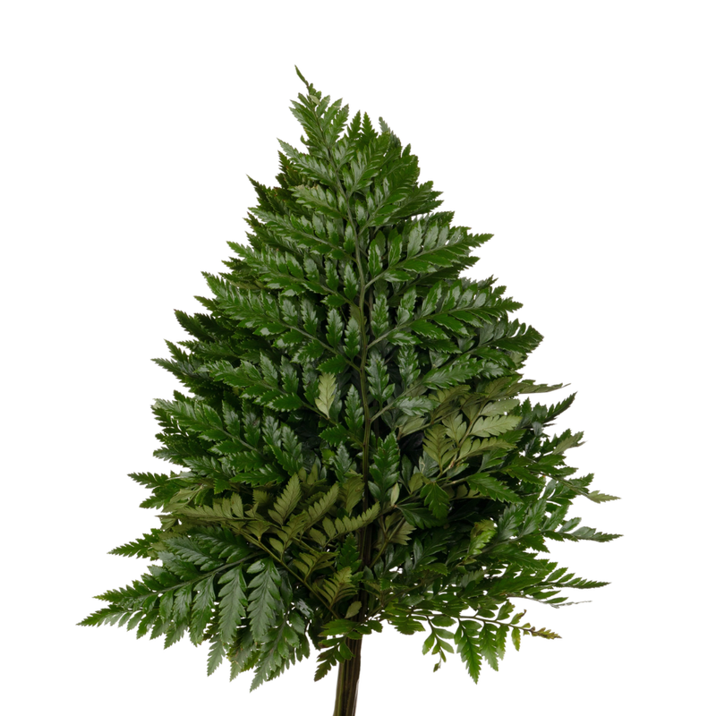 Blad Ledervaren china