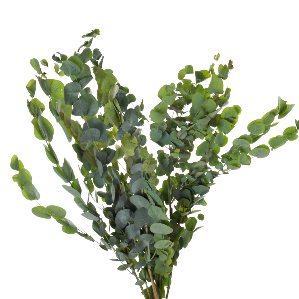 Blad Eucalyptus silver dollar