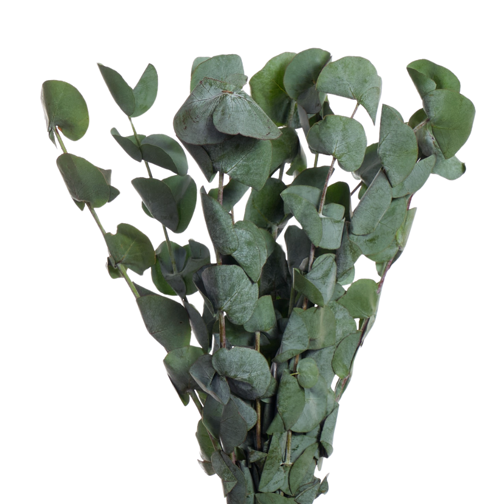 Blad Eucalyptus silver