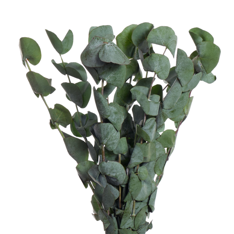 Blad Eucalyptus silver