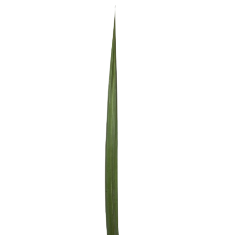 Blad Pandanus green