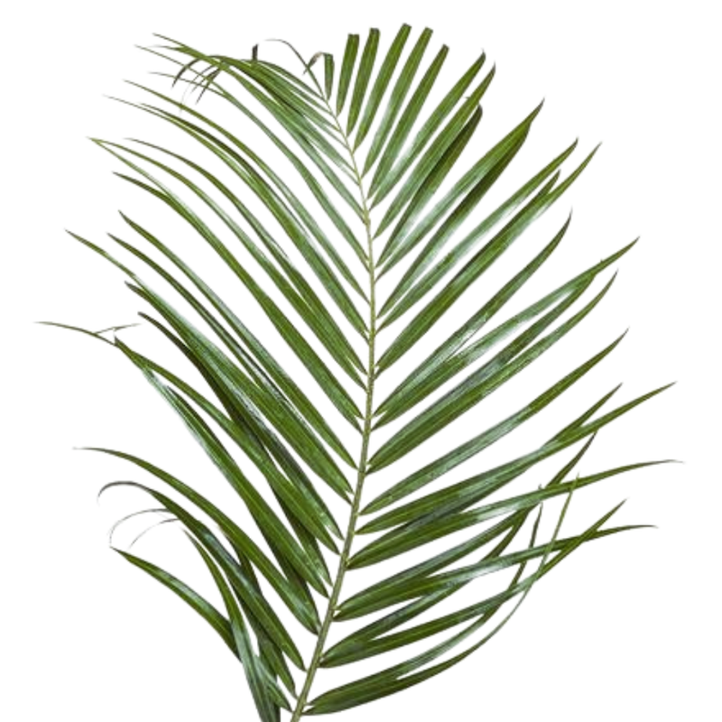 Blad Phoenix roebelini