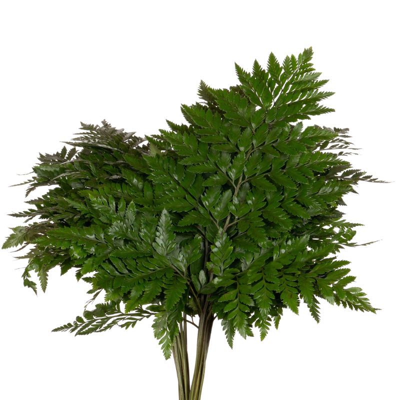 Blad Ledervaren