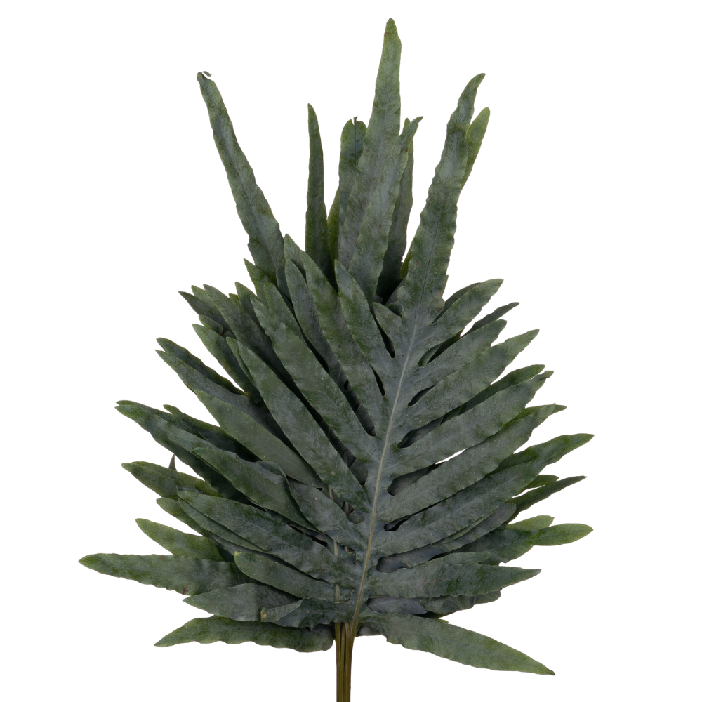Blad Phlebodium blue star