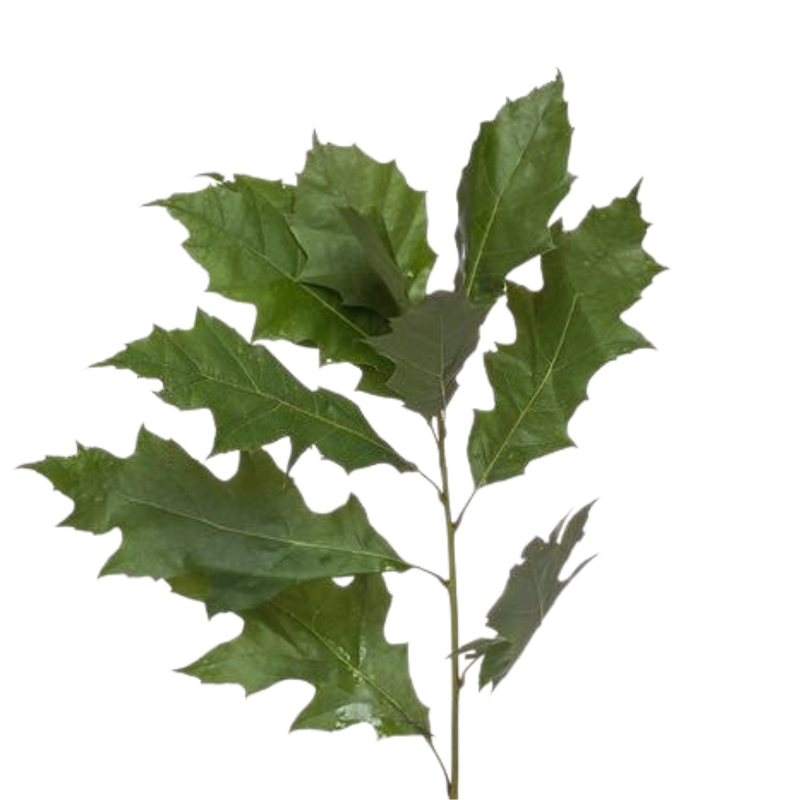 Blad Quercus rubra