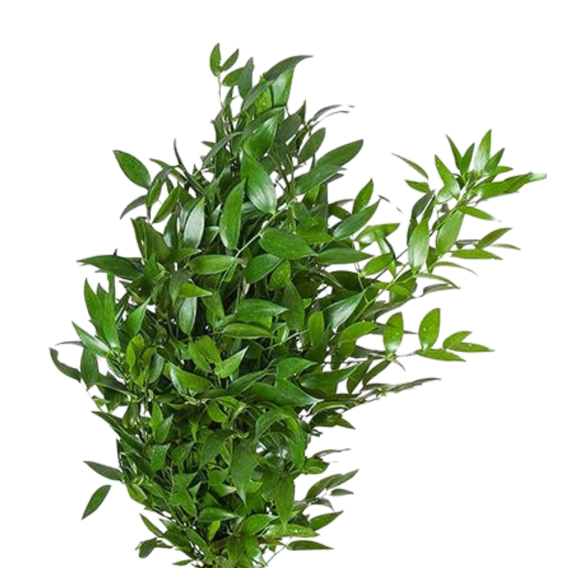 Blad Ruscus
