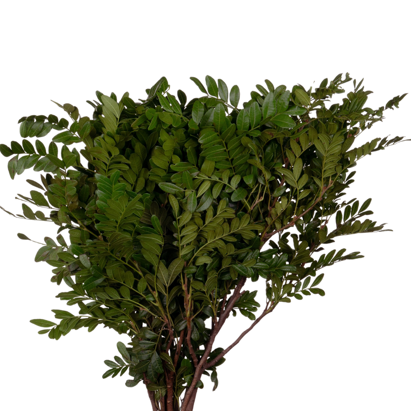 Blad Pistacia china
