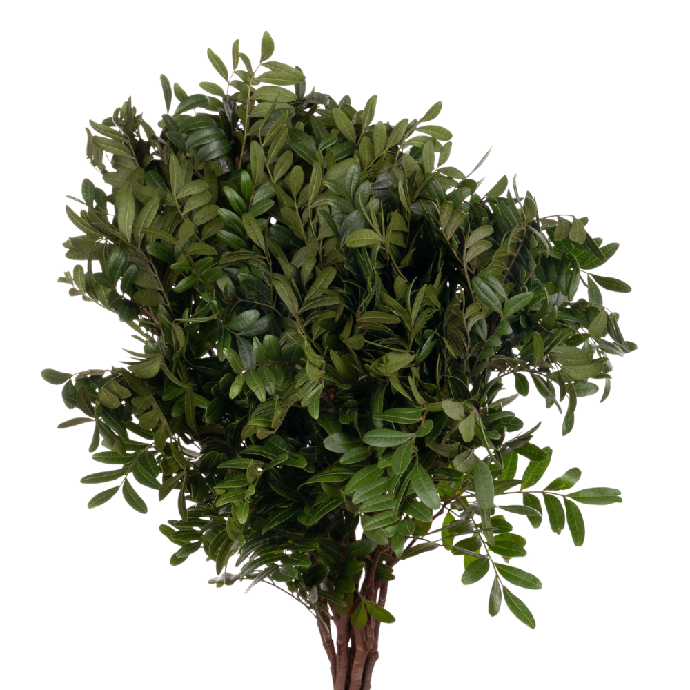 Blad Pistacia