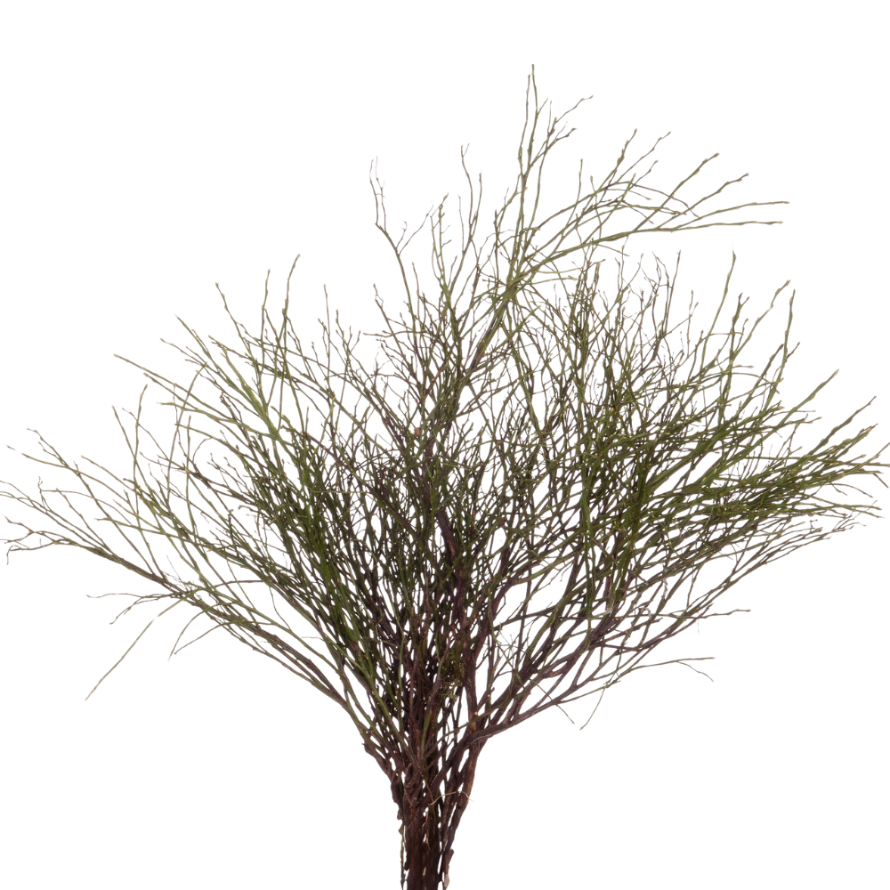 Blad Vaccinium