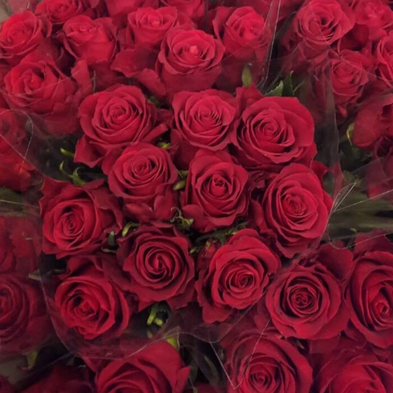 Rose nazca Rose nazca